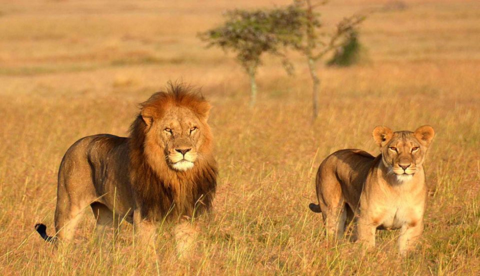 Samburu To Masai Mara: 5-day Safari Experience