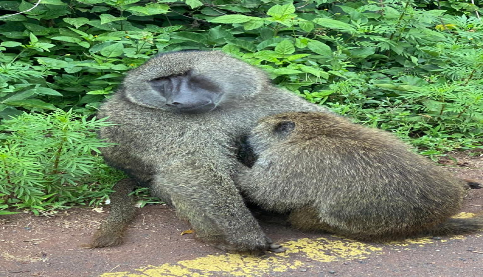 Slides Images for Day Trip To Ngorongoro Crater