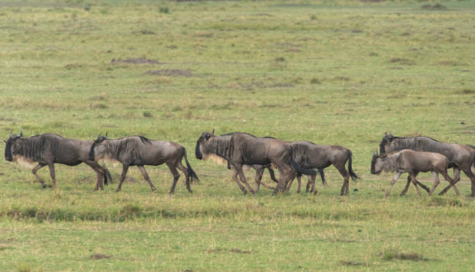 Slides Images for 7 Days Tanzania Serengeti Migration.