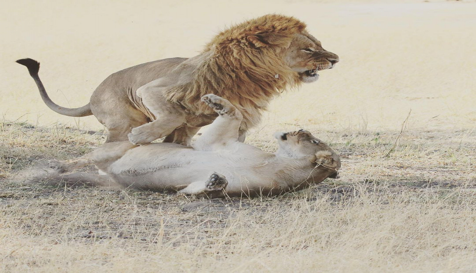 10 Days Honeymooner Serengeti