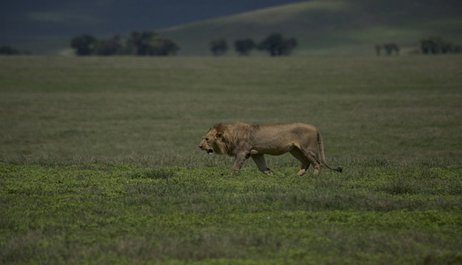 Slides Images for 4 Days Serengeti Safari