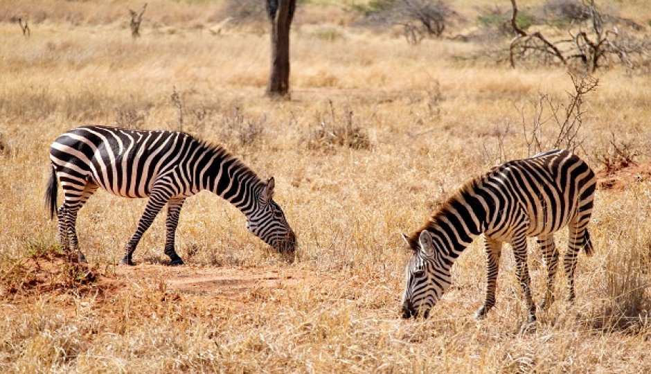 Slides Images for 2-day Tanzania Safari From Arusha