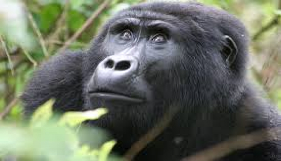 Slides Images for Gorillas And Chimpanzee Habituation Experience