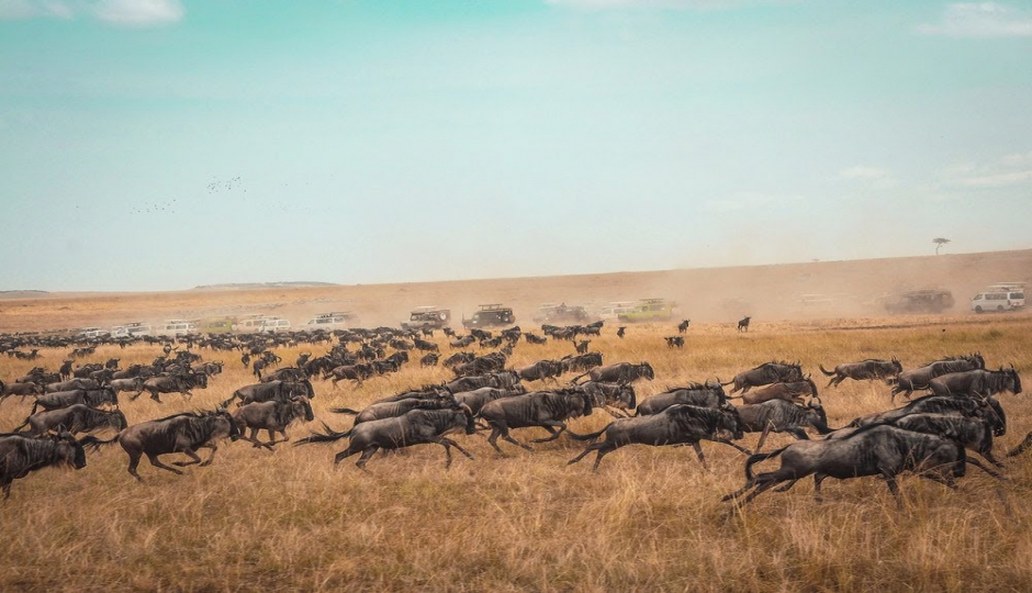 Slides Images for 11 Day Great Serengeti Wildebeest Safari