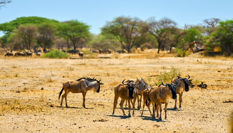 Slides Images for 3 Days Ngorongoro Crater Safari