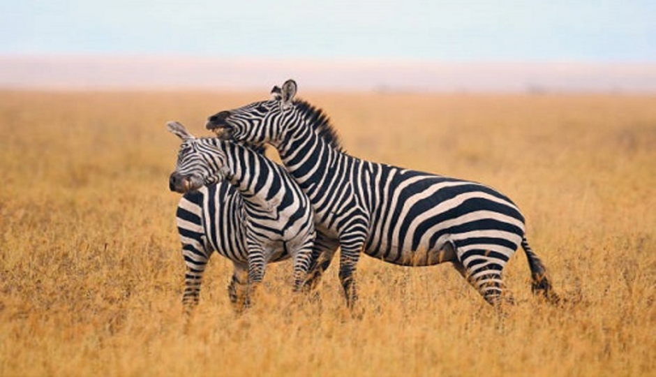 Ngorongoro Crater Group Join Day Trip