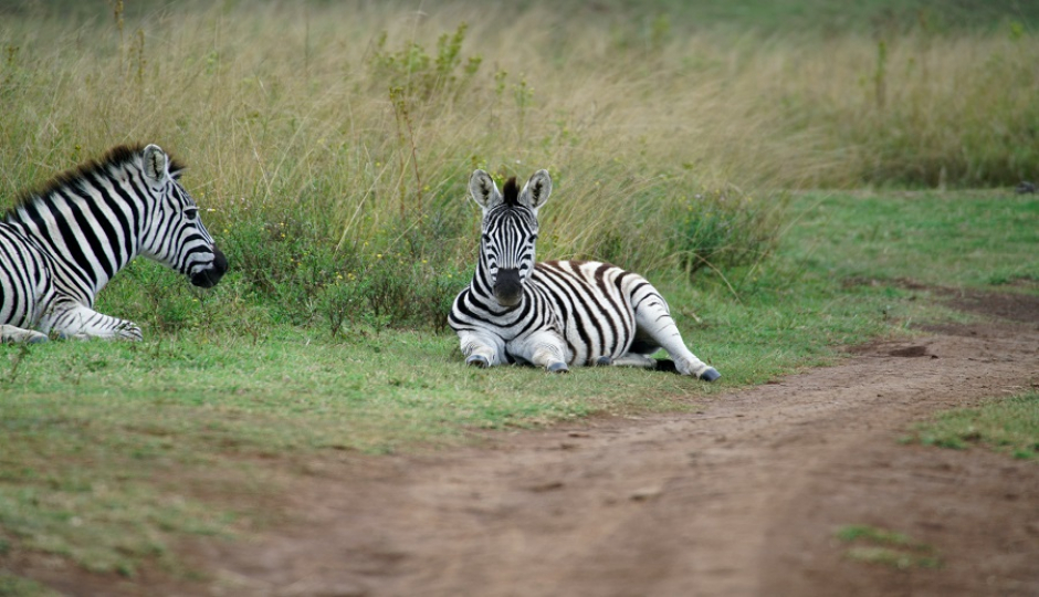 Slides Images for 6 Days Tanzania Private Safari Tour Package 