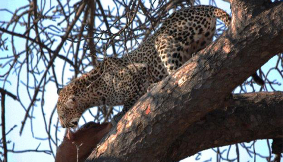 3 Days Tanzania Sharing Safari Serengeti