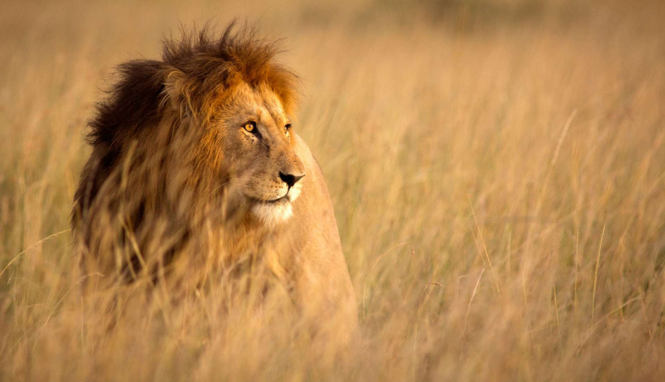 Cover image - Outstanding Tanzania Safari