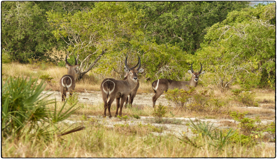 6 Days Wildebeest Migration Safari  