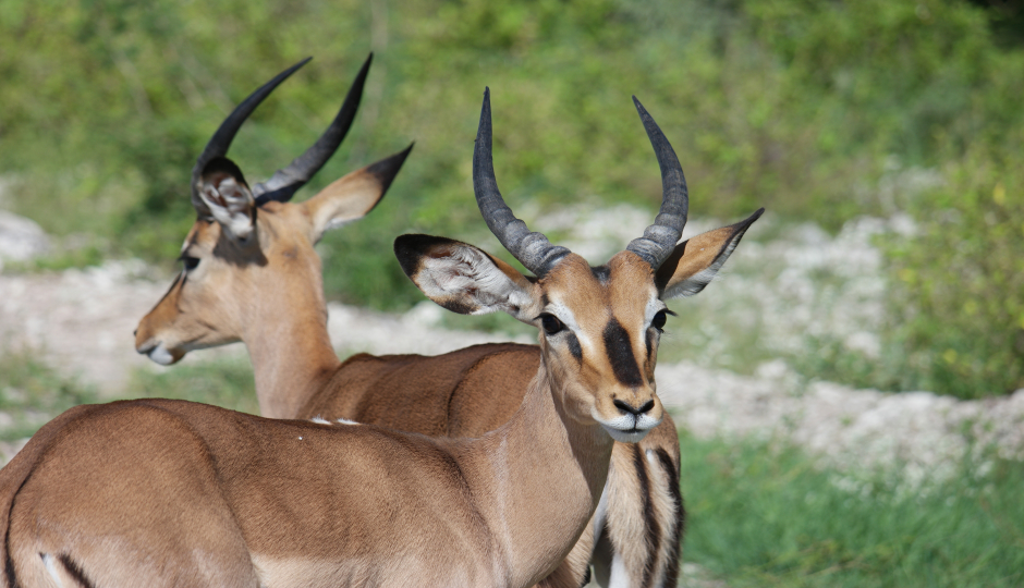 Slides Images for  6 Days Of  Northern-serengeti