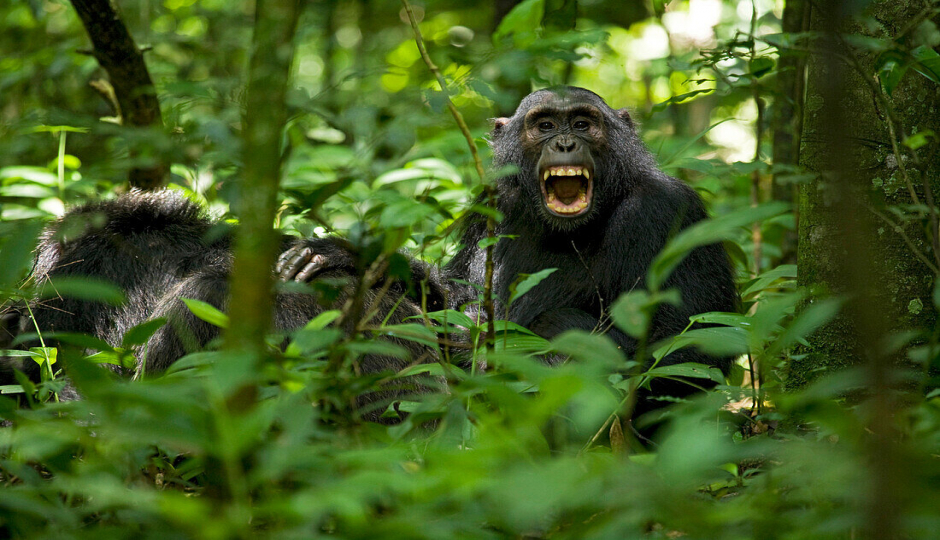 4 Days Uganda Gorillas Trekking