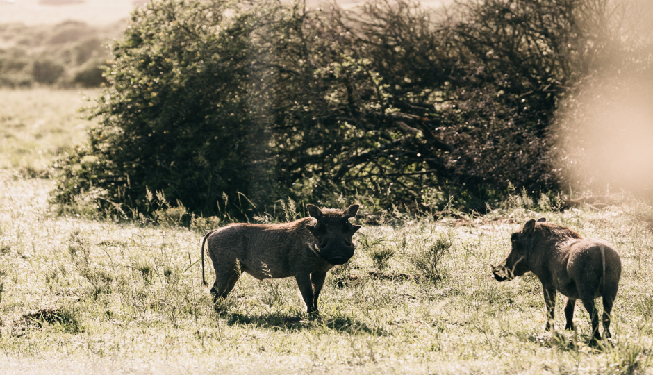 Slides Images for 4 Days Serengeti Wildlife Safari