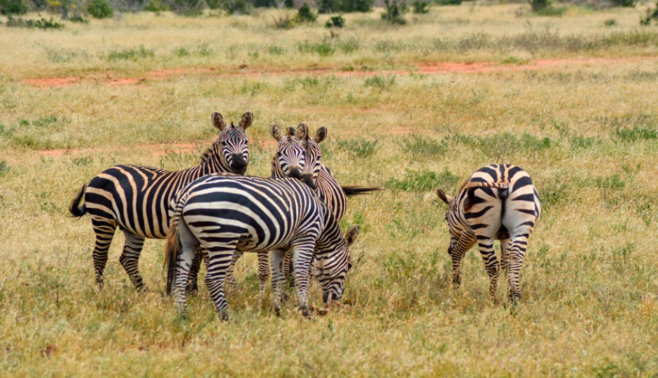 5 Days Of Excellent Tanzania Safari