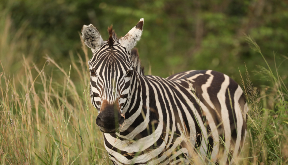  5 Days  Serengeti Migration