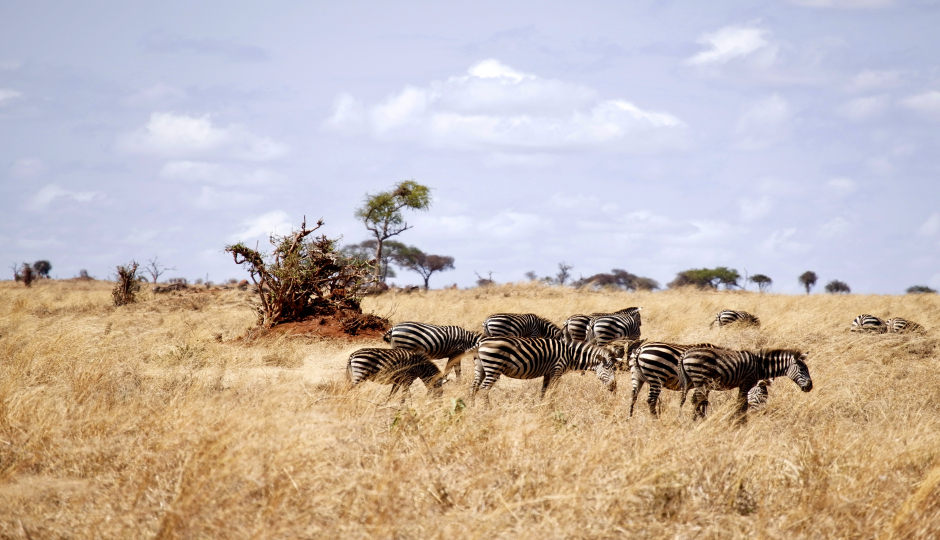 2-day Tanzania Safari From Arusha