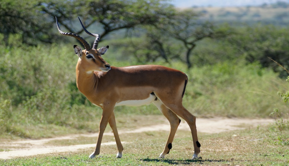 2 Days Tanzania Private Safari Tour Package 