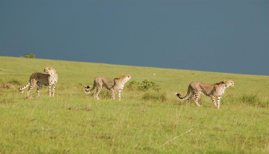 Slides Images for Animal Migration Safari In Kenya 