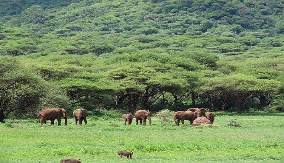 5 Days Serengeti  Migration Tour