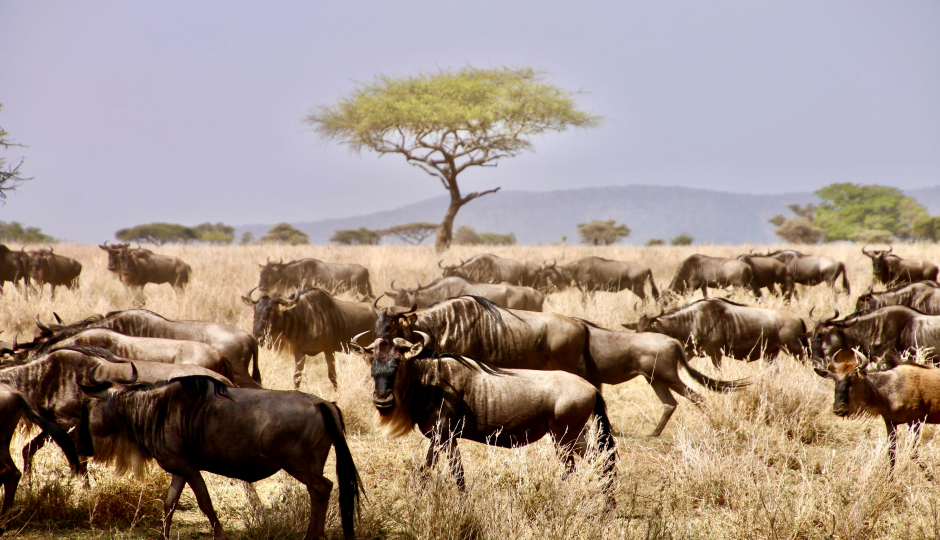 Short 2 Day Serengeti Safari From Mwanza