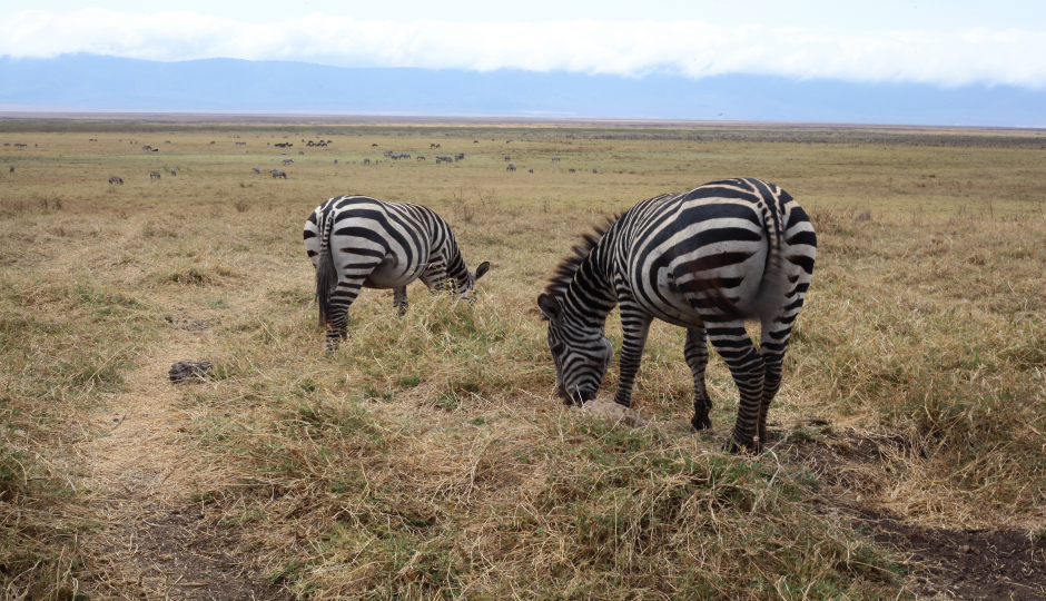 5 Days Tanzania Camping Safari 