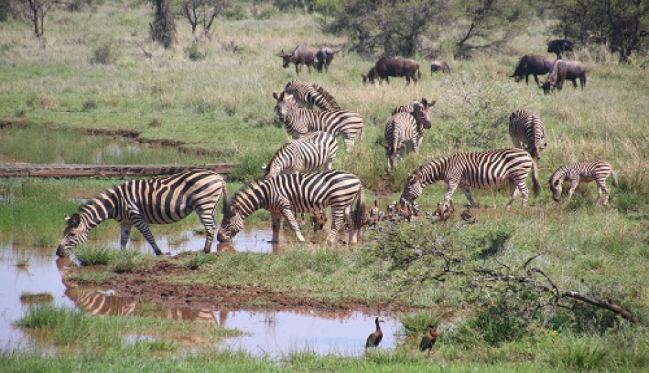 Best 8 Days Tanzania Safari