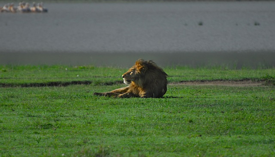 Slides Images for 3 Days Serengeti Migration Safari