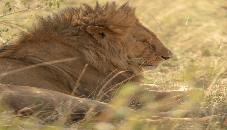 Slides Images for 4 Days Tanzania Private Safari