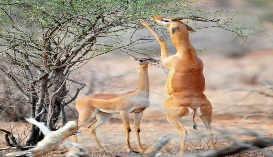 Lake Manyara National Park Day Trip