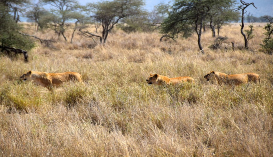 4-days Northern Tanzania Safari