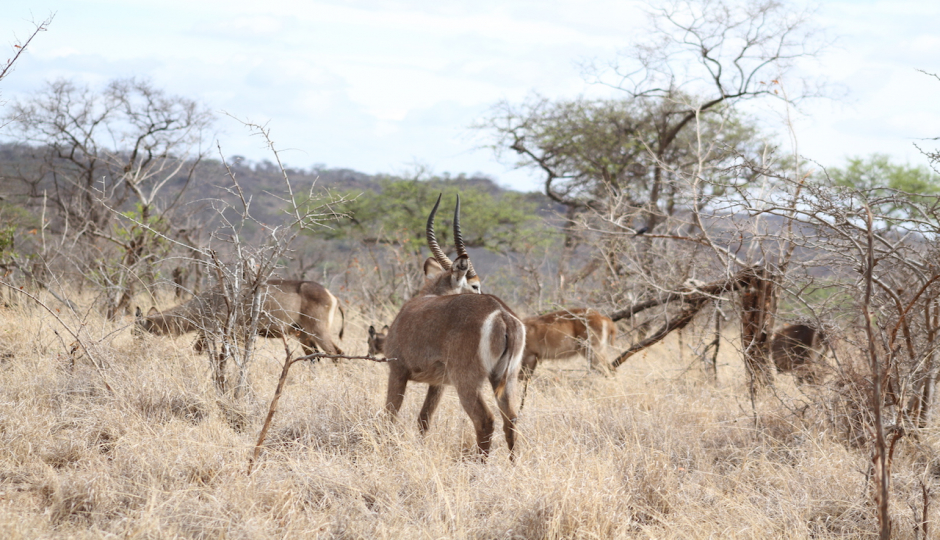 4 Days Serengeti  Safari Affordable 