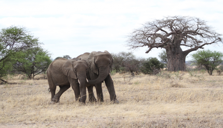 8 Days Wildebeest Migration In January