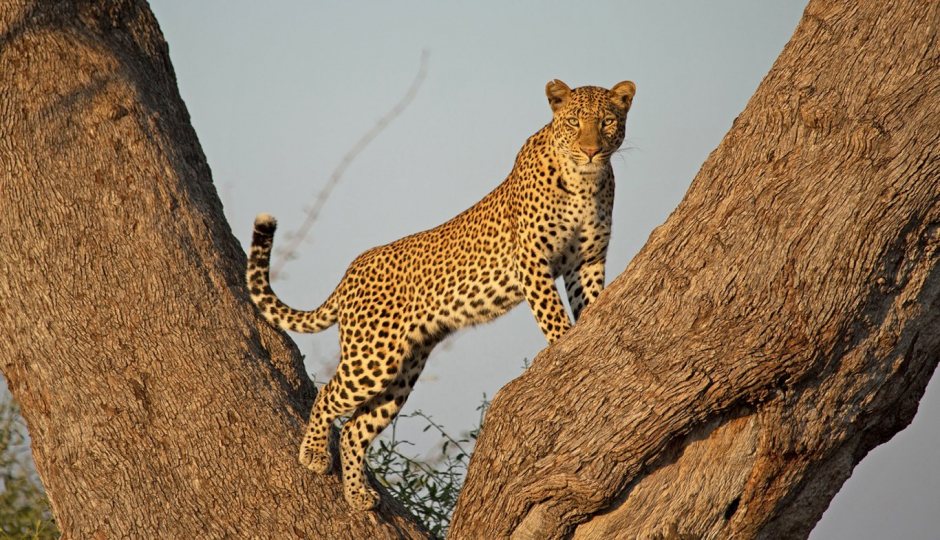 12 Days Tanzania Luxury Big Cats Safari