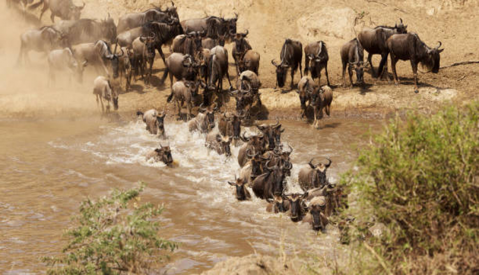 Best 9 Days Serengeti Migration Safari