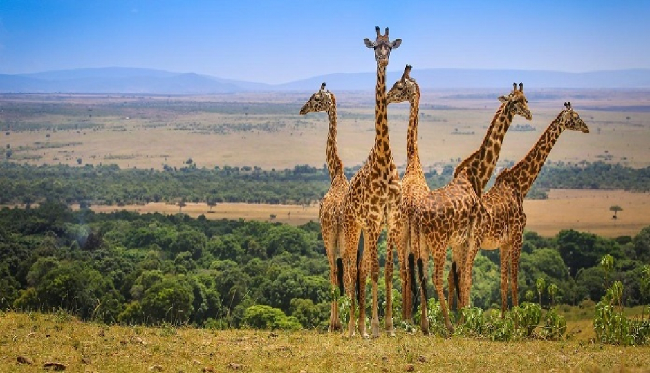 Slides Images for Manyara, Ngorongoro Crater, Serengeti. 