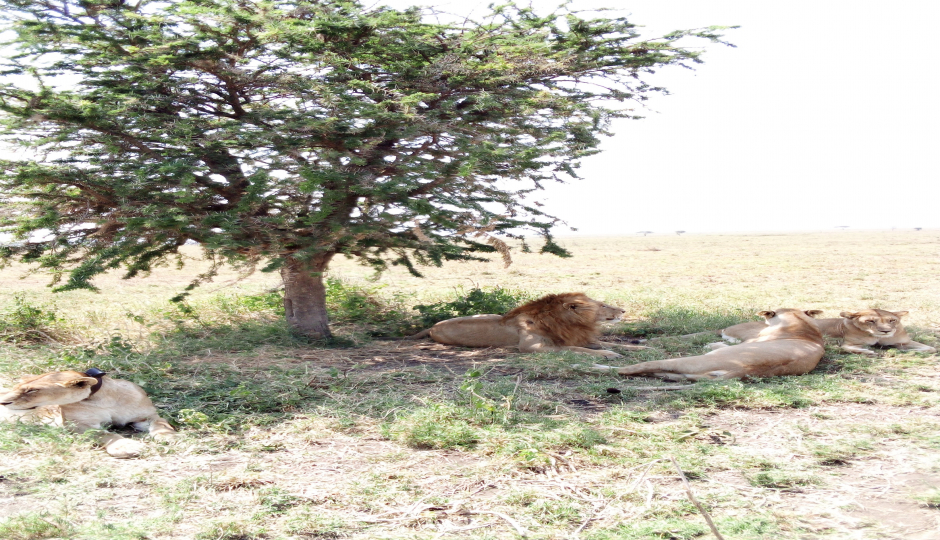 Slides Images for 8 Days Serengeti Safari