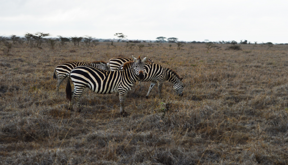 Slides Images for 1 Day Tanzania Sharing Safari -tarangire