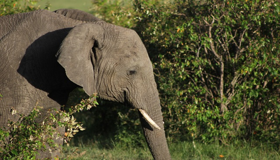 Slides Images for 5-day Serengeti Migration Safari