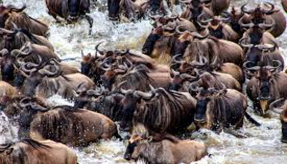 Slides Images for  Masai Mara Migration Safari