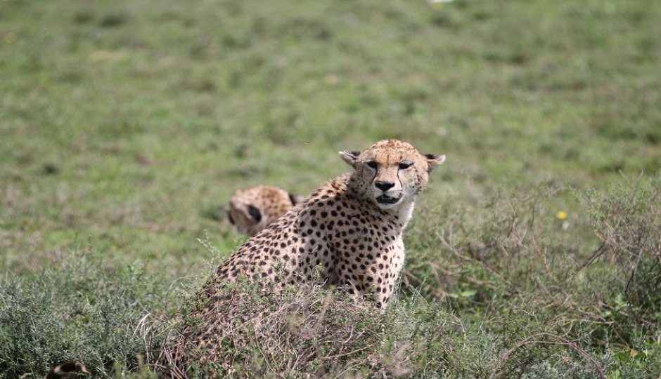 5 Days Tanzania Serengeti Safari Tour Package 