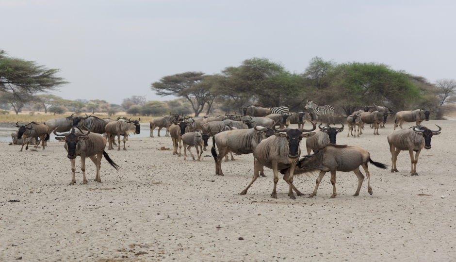 Slides Images for 6 Days Serengeti Migration  