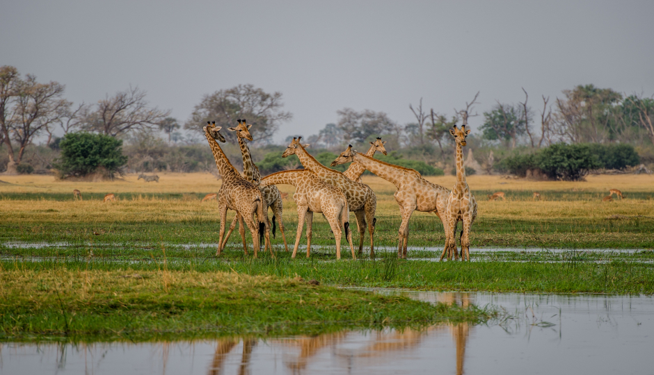 4 Days Serengeti Migration Tour