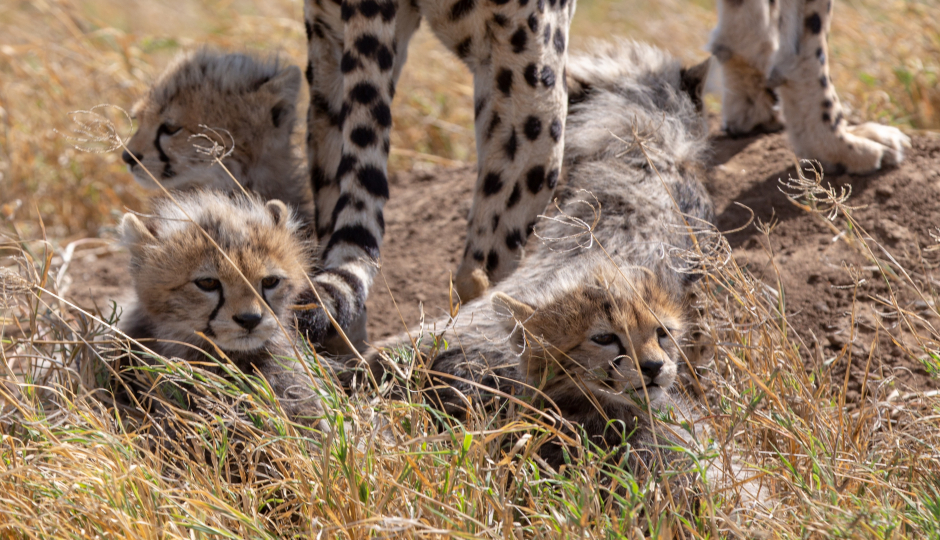 8 Days Serengeti Migration Safari July