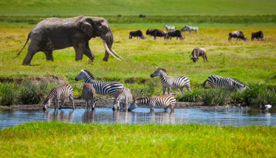 2 Days Tarangire & Ngorongoro Adventure