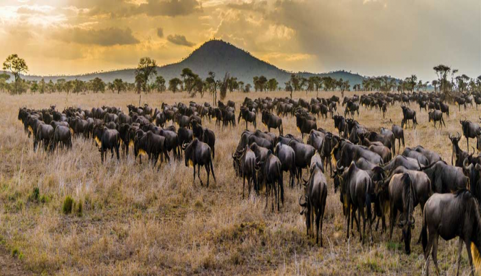 9-day Wildebeest Migration Safari