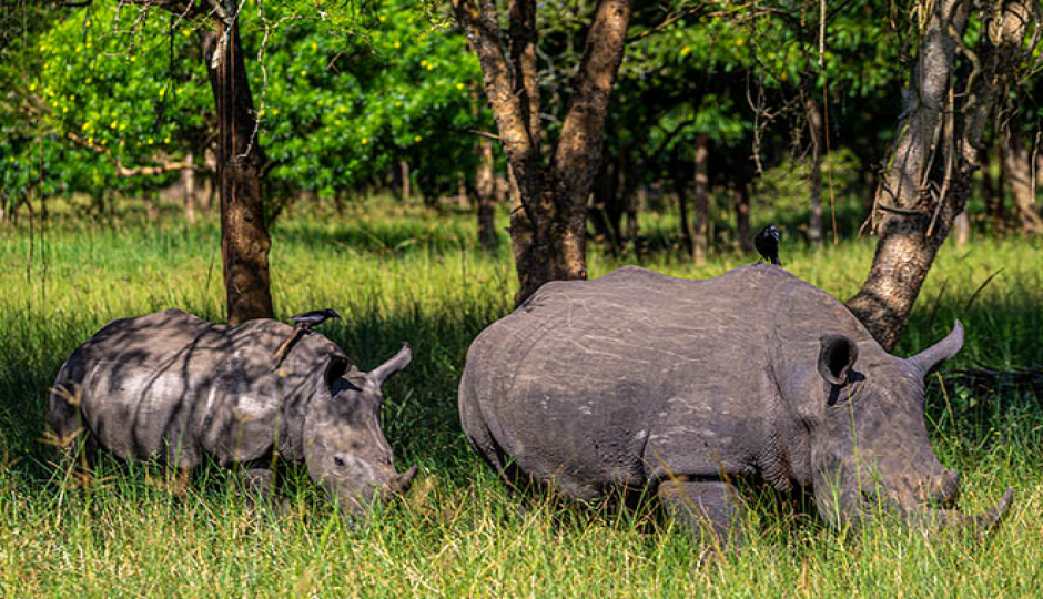 Slides Images for Ziwa Rhino Tracking