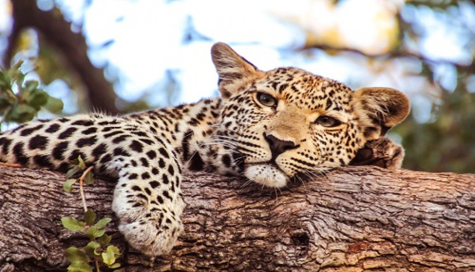 Slides Images for Best 8 Days Tanzania Safari