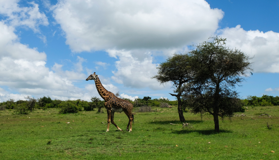 Slides Images for 4 Days Tanzania Safari From Arusha