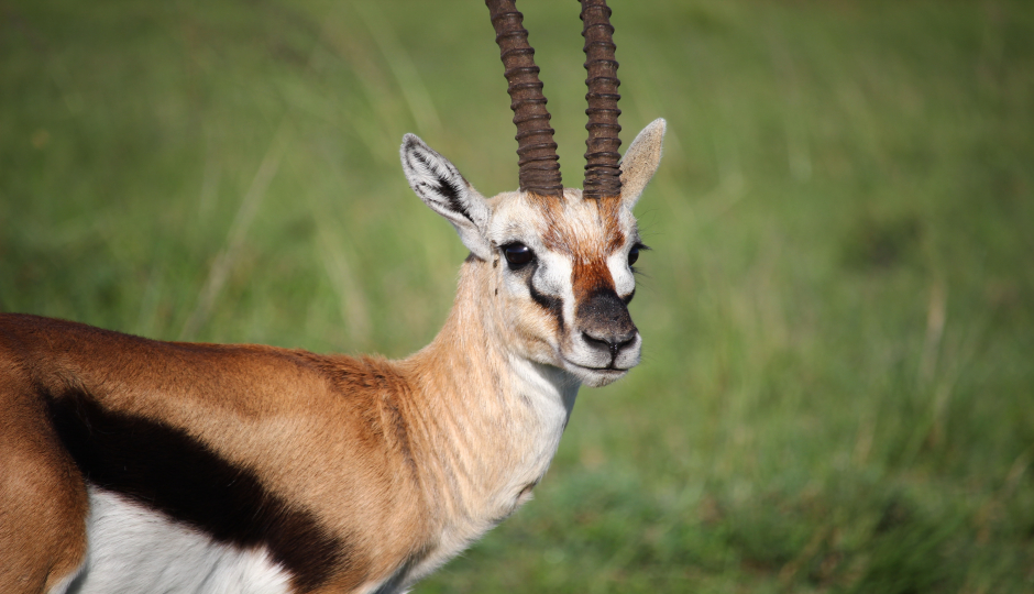  7 Days Tanzania Serengeti Migration 