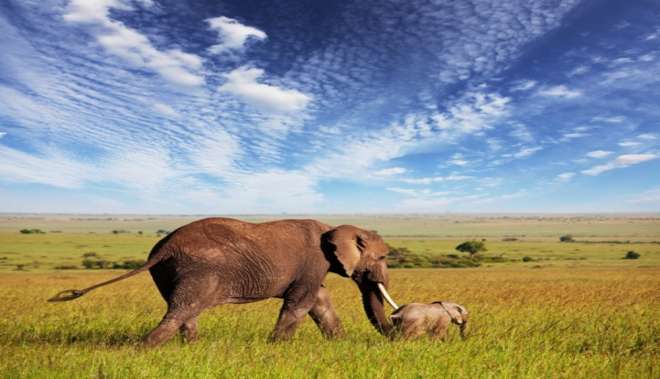 Cover Image - Kilimanjaro Bike Riders